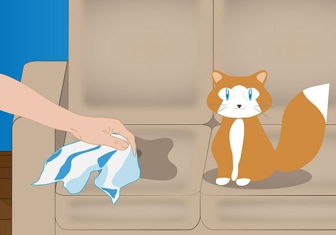 hogyan lehet eltávolítani a szag a macska vizelet